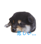 黒柴とJRTの愉快な仲間たち（個別スタンプ：32）