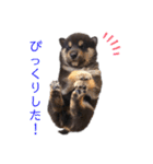 黒柴とJRTの愉快な仲間たち（個別スタンプ：35）