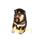 黒柴とJRTの愉快な仲間たち（個別スタンプ：36）