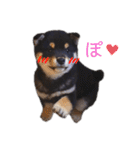 黒柴とJRTの愉快な仲間たち（個別スタンプ：37）