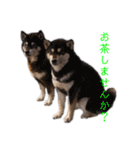 黒柴とJRTの愉快な仲間たち（個別スタンプ：39）