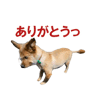 癒しジャッキー2（個別スタンプ：1）