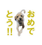 癒しジャッキー2（個別スタンプ：2）