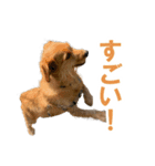 癒しジャッキー2（個別スタンプ：3）
