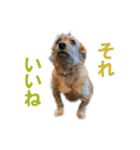 癒しジャッキー2（個別スタンプ：4）