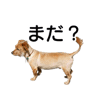 癒しジャッキー2（個別スタンプ：5）