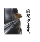 癒しジャッキー2（個別スタンプ：7）