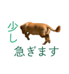 癒しジャッキー2（個別スタンプ：8）