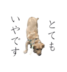 癒しジャッキー2（個別スタンプ：10）