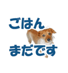 癒しジャッキー2（個別スタンプ：13）