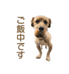 癒しジャッキー2（個別スタンプ：16）