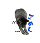 我が家のまいりー4（個別スタンプ：9）