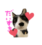 ルココからのメッセージ❤️（個別スタンプ：1）
