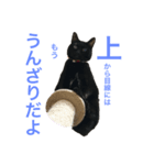 うちのねっこ！（個別スタンプ：2）