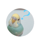 癒されインコ 3（個別スタンプ：1）
