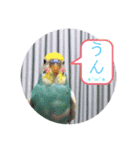 癒されインコ 3（個別スタンプ：3）