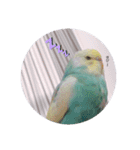 癒されインコ 3（個別スタンプ：4）