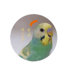 癒されインコ 3（個別スタンプ：5）