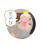 癒されインコ 3（個別スタンプ：6）