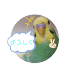 癒されインコ 3（個別スタンプ：7）