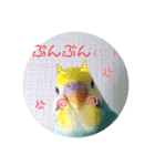 癒されインコ 3（個別スタンプ：8）