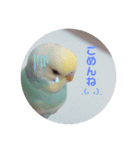癒されインコ 3（個別スタンプ：9）