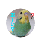 癒されインコ 3（個別スタンプ：10）