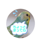 癒されインコ 3（個別スタンプ：11）