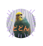 癒されインコ 3（個別スタンプ：12）