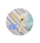 癒されインコ 3（個別スタンプ：13）