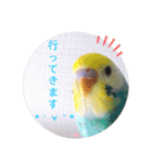 癒されインコ 3（個別スタンプ：15）