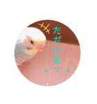 癒されインコ 3（個別スタンプ：16）