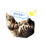 ぱんにこ3（個別スタンプ：1）