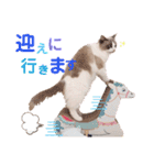 いつものほたてくん2（個別スタンプ：3）