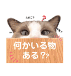 いつものほたてくん2（個別スタンプ：4）