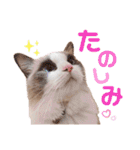 いつものほたてくん2（個別スタンプ：6）