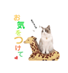 いつものほたてくん2（個別スタンプ：8）