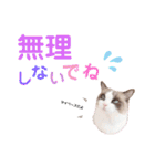 いつものほたてくん2（個別スタンプ：10）