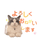 いつものほたてくん2（個別スタンプ：11）