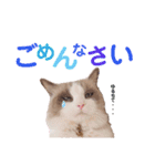 いつものほたてくん2（個別スタンプ：12）