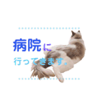 いつものほたてくん2（個別スタンプ：14）