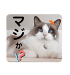 いつものほたてくん2（個別スタンプ：17）
