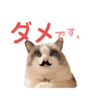 いつものほたてくん2（個別スタンプ：19）