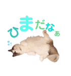 いつものほたてくん2（個別スタンプ：21）
