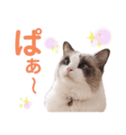 いつものほたてくん2（個別スタンプ：26）
