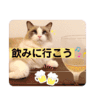 いつものほたてくん2（個別スタンプ：27）