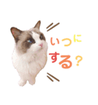 いつものほたてくん2（個別スタンプ：29）