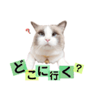 いつものほたてくん2（個別スタンプ：30）