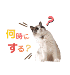 いつものほたてくん2（個別スタンプ：31）