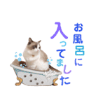 いつものほたてくん2（個別スタンプ：36）